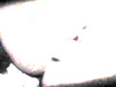 Orgazmus 
