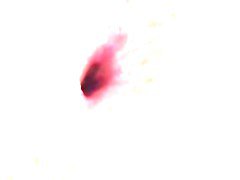 靴下 