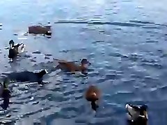 ficken wie die enten
